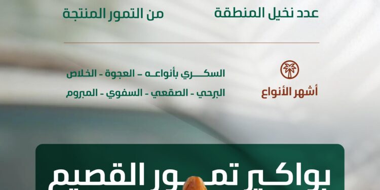 البيئة: موسم جني بواكير التمور بالقصيم يعزز الحراك الاقتصادي بالمملكة بإنتاج يتجاوز (390) ألف طن