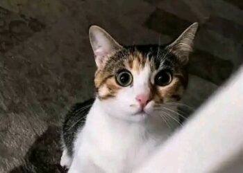 قطة بلدي قصة حقيقية بقلم: خالد سالم