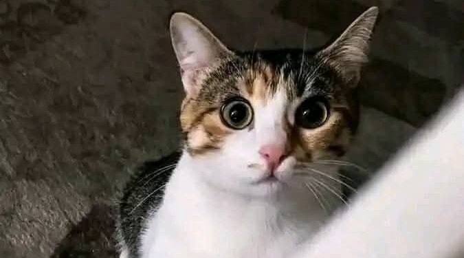 قطة بلدي قصة حقيقية بقلم: خالد سالم