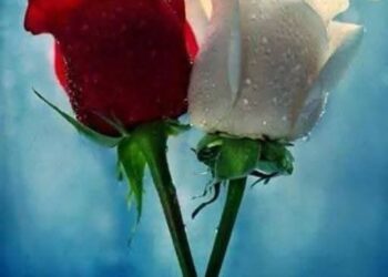 قرأنا لك عن أشباه الرجال وأشباه النساء