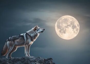 فلكية جدة…توضيح علمي: تسمية «القمر الذئب» ليست فلكية